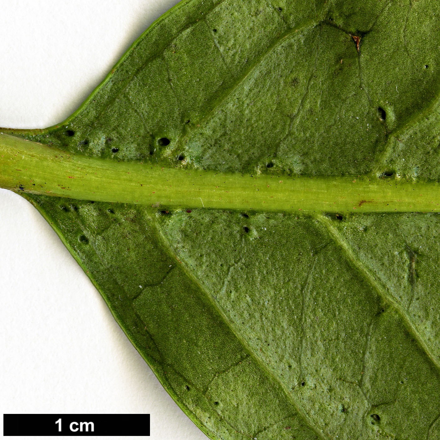 High resolution image: Family: Adoxaceae - Genus: Viburnum - Taxon: BSWJ 3913